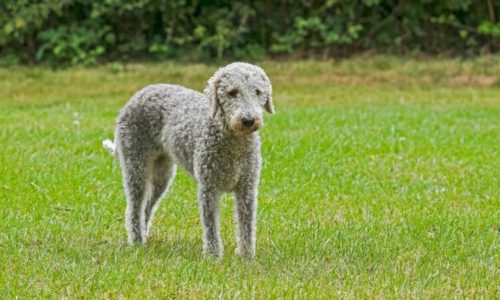 Bedlington Terrier standing on grass