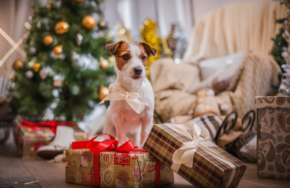 Dog wearing a bow and sitting with presents