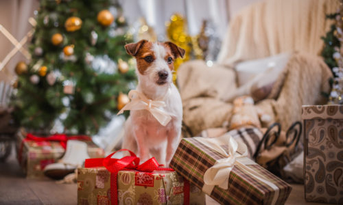 Dog wearing a bow and sitting with presents