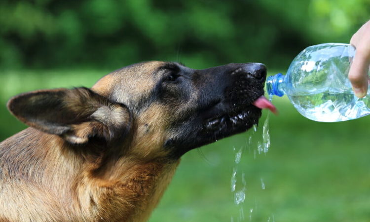 Dog drinking water out of a plastic bottle