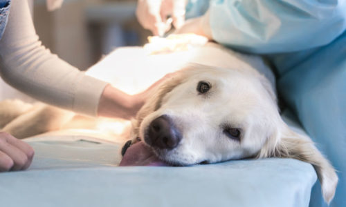 Dog lying on operating table