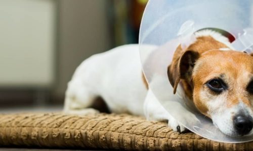 Service-dog-spay-surgery