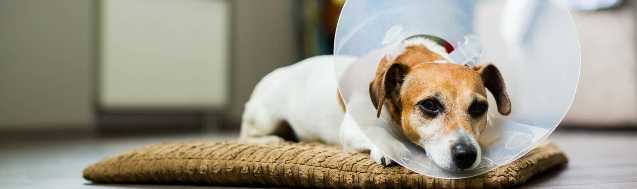 how long is a spay surgery for female dog