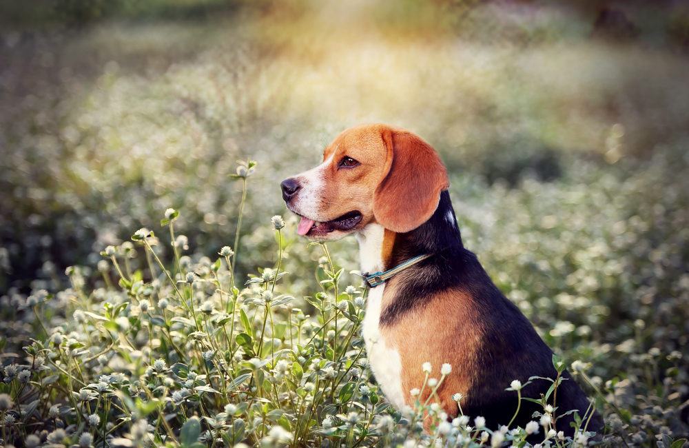 Beagle sitting in a field
