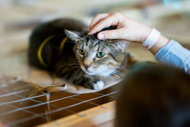 A cat lying down on a cage and being pet by a person