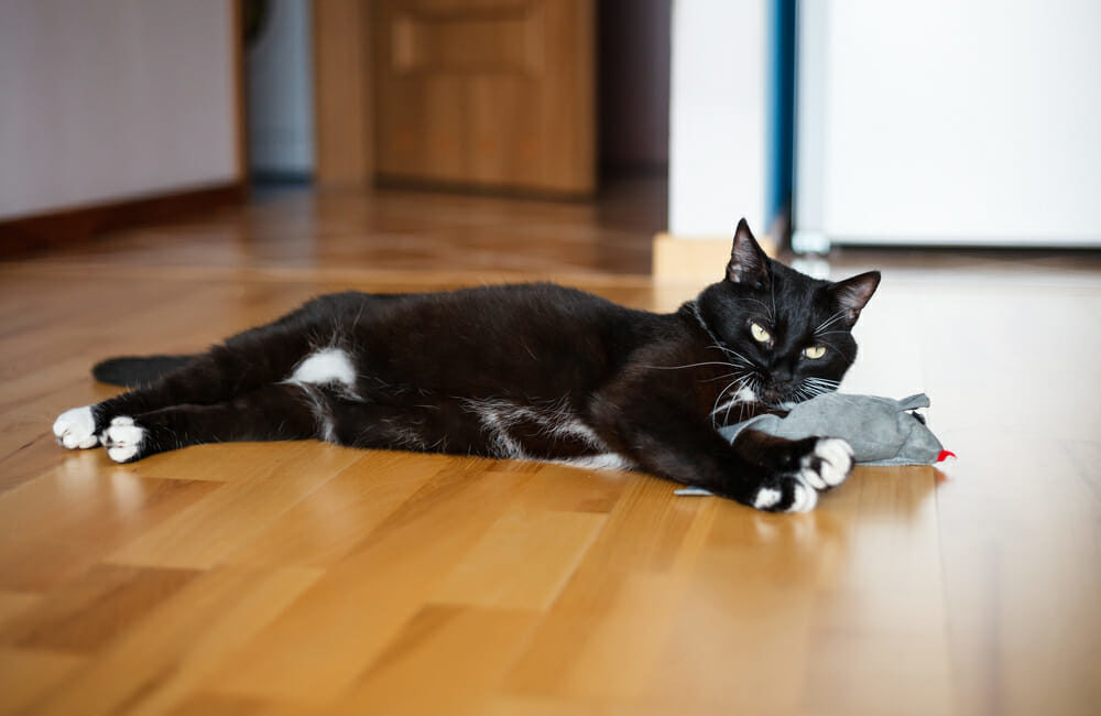 Black cat lying with a mouse toy