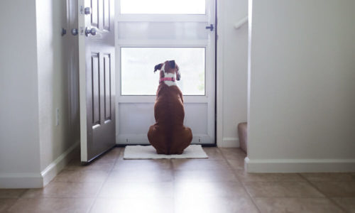 Back view of a dog staring out of a door
