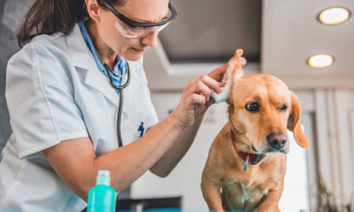 Veterinarian cleaning the ear of a dog