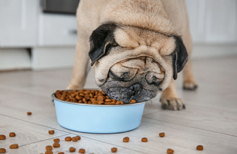 Pug eating out of a bowl