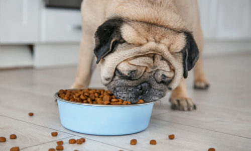 Pug eating out of a bowl