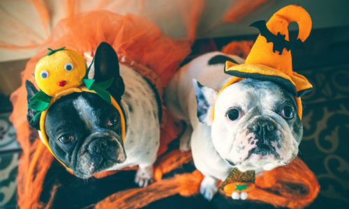 Dogs in Disguise for Halloween