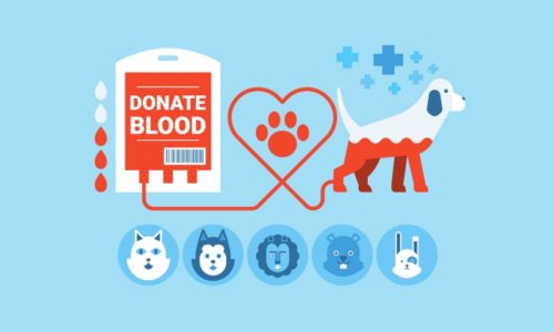 Donate Blood Month