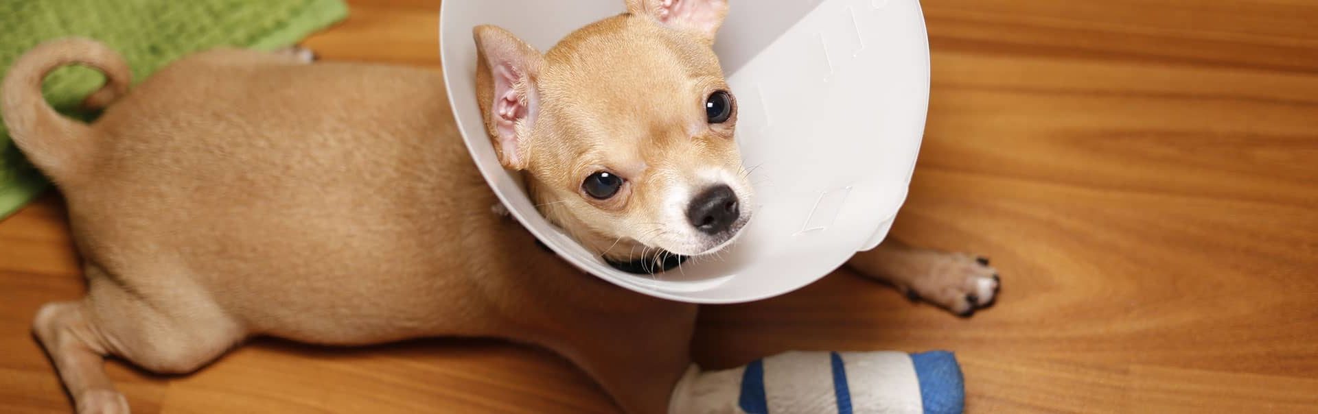 Dog with bandaged arm and wearing a cone