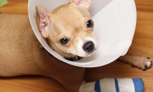Dog with bandaged arm and wearing a cone