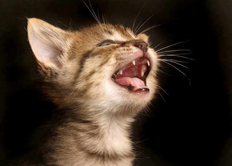 Kitten opening its mouth