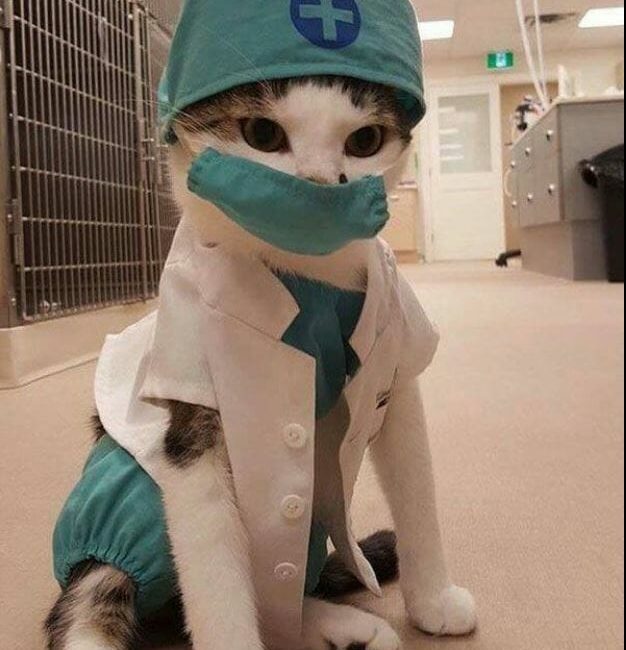 Cat wearing doctor clothing