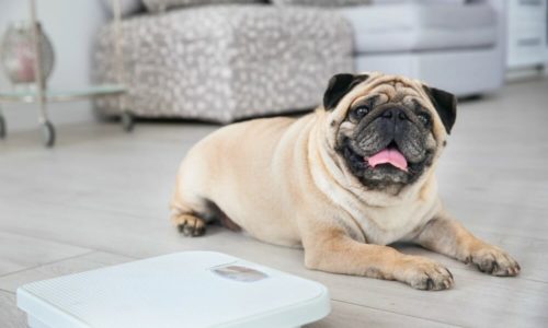 Happy pug lying down by a weighing scale