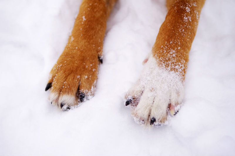 Paws in the snow