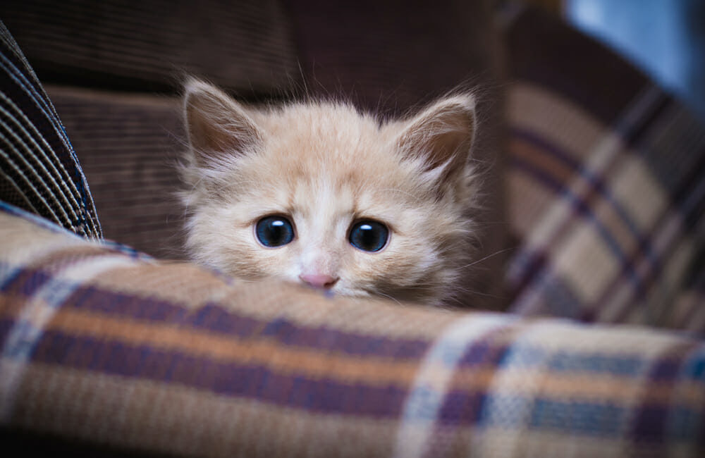 Scared kitten on a couch