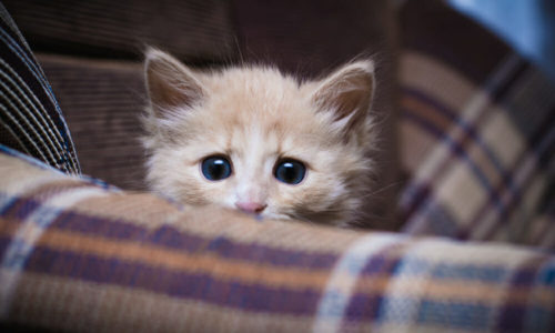 Scared kitten on a couch