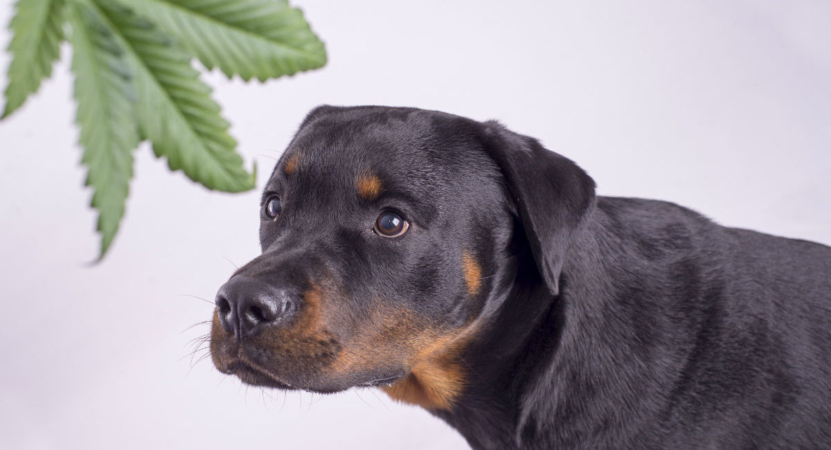 Dog staring at marijuana leaf