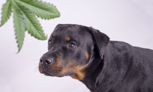 Dog staring at marijuana leaf