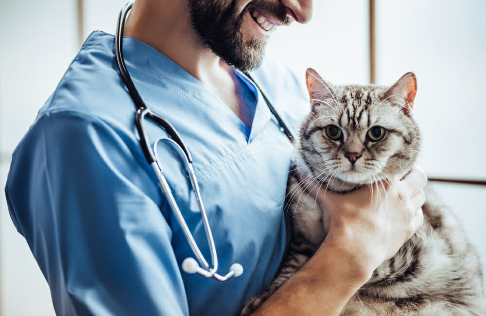 Smiling veterinarian holding a cat