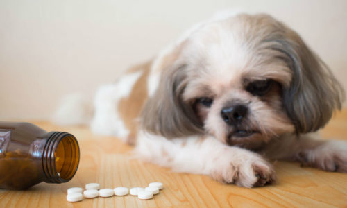 Dog looking at pills