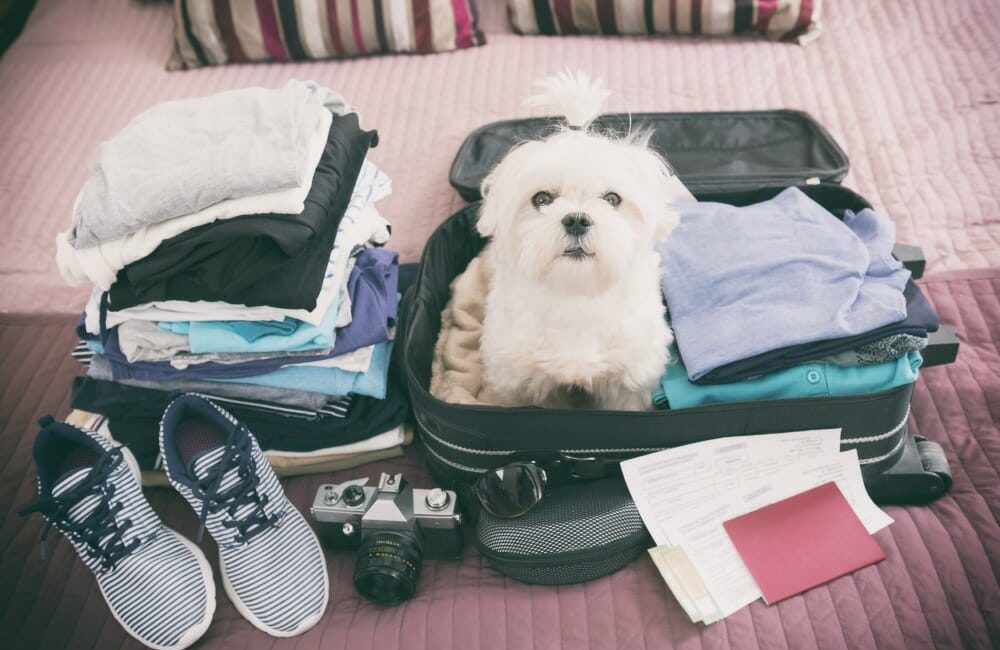 Dog sitting in packed suitcase