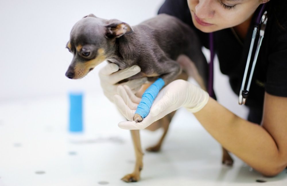 Veterinarian holding bandaged arm of a dog