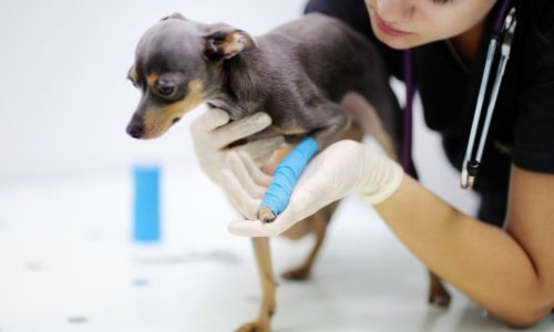 Veterinarian holding bandaged arm of a dog