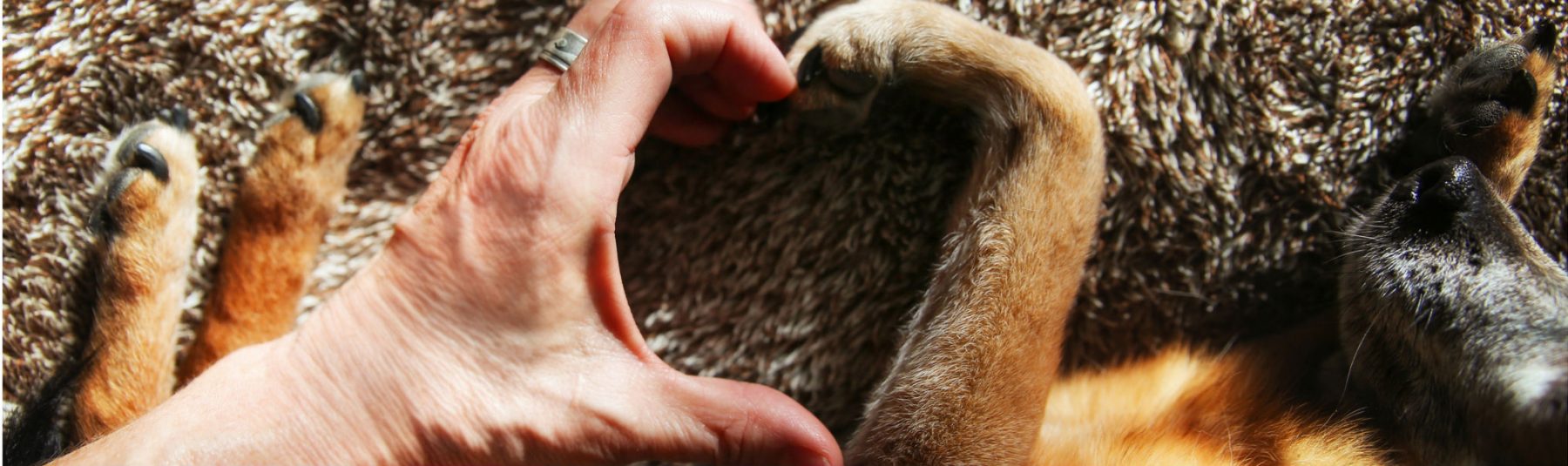 Human hand and dog paw forming a heart shape
