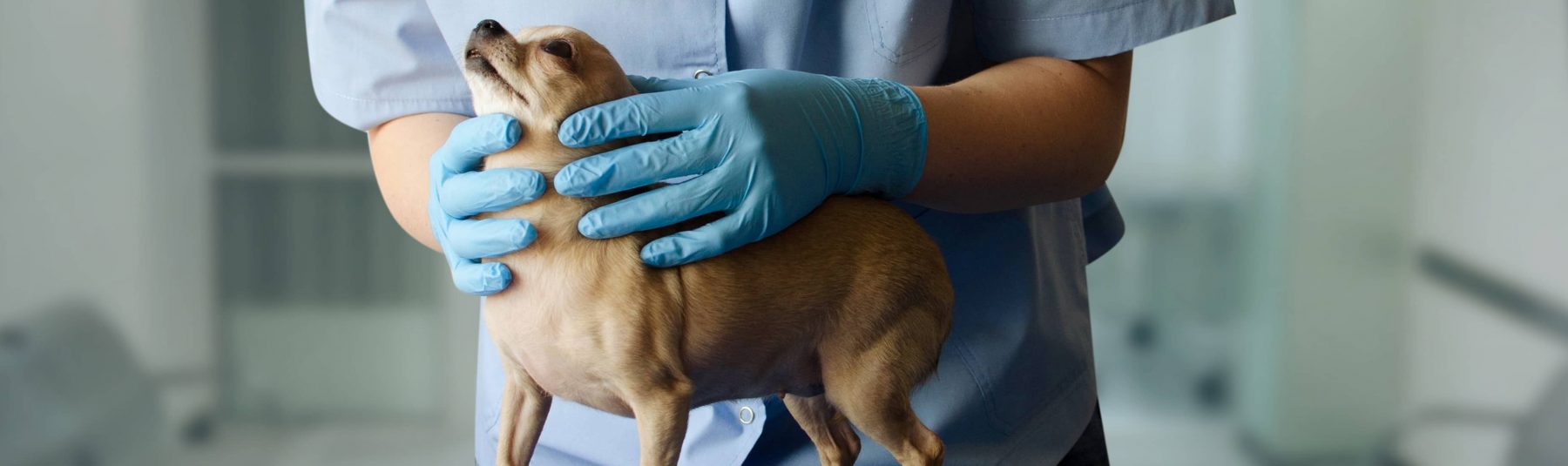 Veterinarian wearing gloves and holding a dog