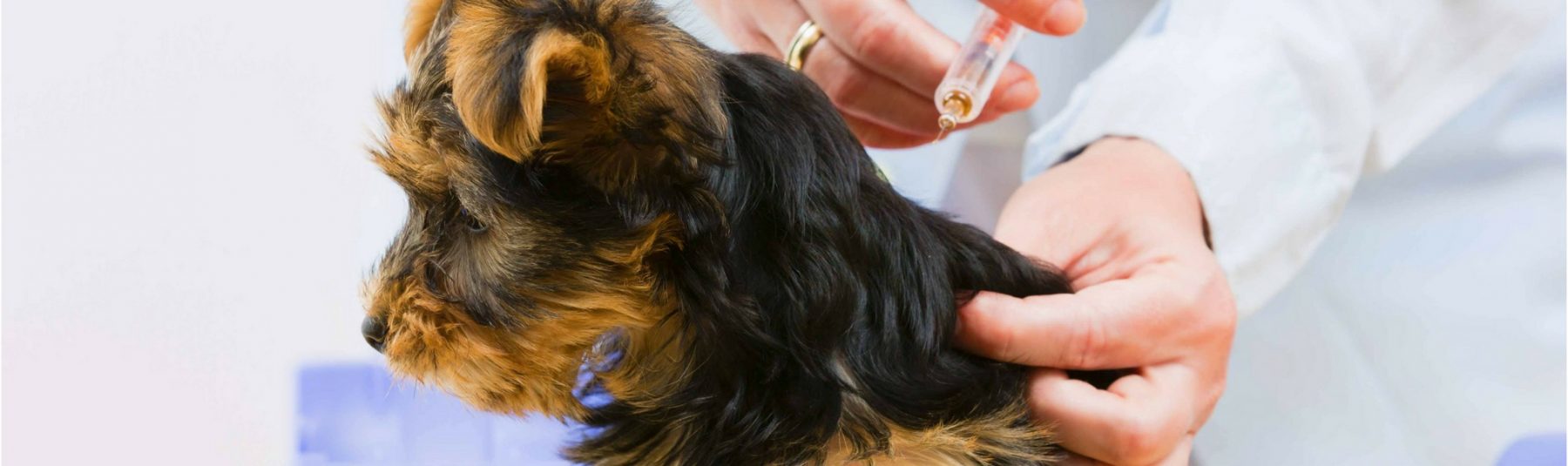 service-puppy-vaccines