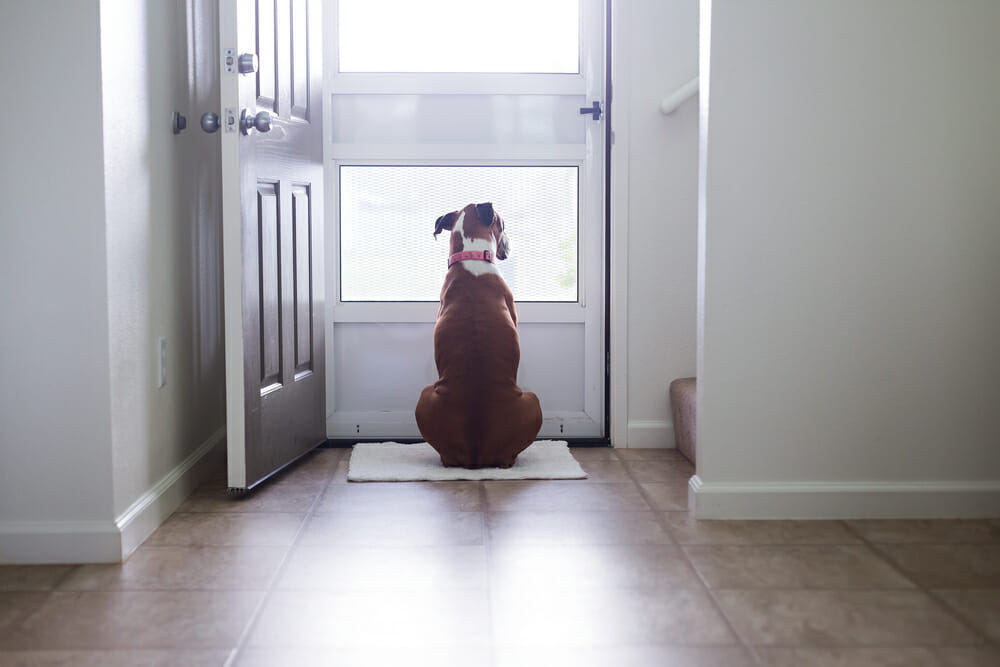 Back view of a dog staring out of a door