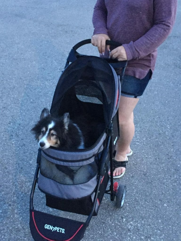 Dog in a stroller